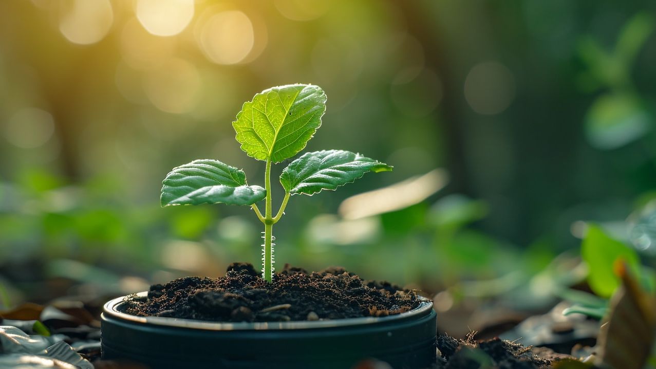 green-seo-optez-frugalite-numerique-ecoresponsable